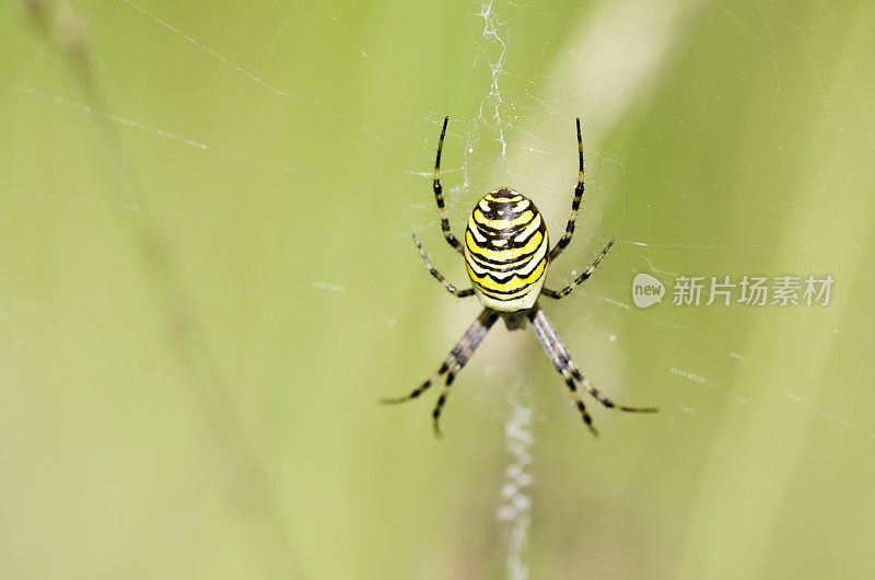 网中的黄蜂蜘蛛(Argiope bruenichi)